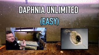 How I Raise Daphnia Water Fleas And You Can Too [upl. by Antonietta]