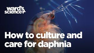 Caring and Culturing for Daphnia [upl. by Henrique]