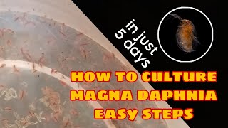 How to Culture Magna Daphnia Easily [upl. by Itnavart]