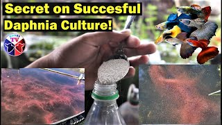 How to Culture Daphnia Successfully [upl. by Ahsoik]