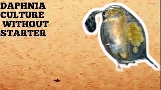 HOW TO CULTURE DAPHNIA NATURALLY WITHOUT A STARTER [upl. by Bibby480]