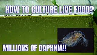 How to Culture Daphnia Secret Method to Breed MILLIONS  Simply Aquatic [upl. by Johnette680]