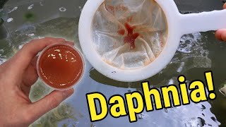 How I Culture Daphnia In Outdoor Tubs [upl. by Rivkah118]