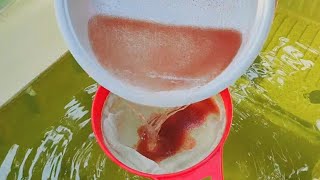 How to culture daphnia  Daphnia culture  How to grow daphnia outdoor [upl. by Aicissej]