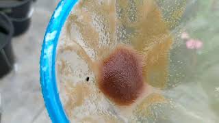 How to culture daphnia moina in a small container Part 1 English Subtitle [upl. by Sineray288]