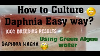 Daphnia MagnaHow to Culture Daphnia Easy wayCulturing Daphnia using Green water Daphnia [upl. by Eberta]