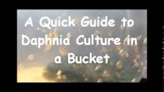 How to culture daphnia outside [upl. by Aillicirp328]