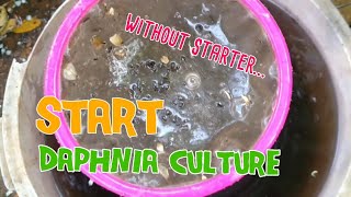 How to culture daphnia moina the easy way 1  Starting the Daphnia culture [upl. by Williams]