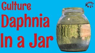 How to Culture Daphnia in a Jar [upl. by Roosevelt43]