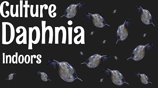 How to Culture Daphnia [upl. by Haral]