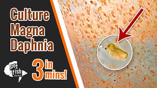 How to culture DAPHNIA MAGNA  The easy way [upl. by Polad716]