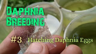 Daphnia Culture made simple and easy 3  Hatching Daphnia eggs [upl. by Ehcor]