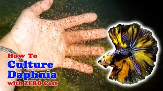 How to Culture Daphnia with ZERO Cost  Unlimited Live Food For Our Fish [upl. by Saxet501]