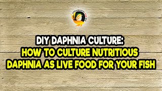 DIY Daphnia Culture How to Culture Nutritious Daphnia as Live Food for Your Fish [upl. by Ailerua]