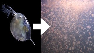 How I Culture Daphnia [upl. by Miguelita]