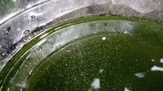 DAPHNIA MOINA CULTURE IN A SMALL BUCKET [upl. by Su]