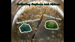 How To Culture Daphnia and Moinas using Green Water Spirulina powder [upl. by Robi]