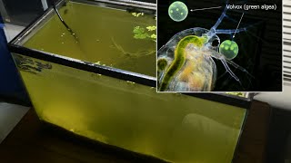 Raising Daphnia for the Freshwater Aquarium [upl. by Anelas]