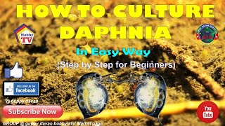 HOW TO CULTURE DAPHNIA In Easy Way [upl. by Nera]